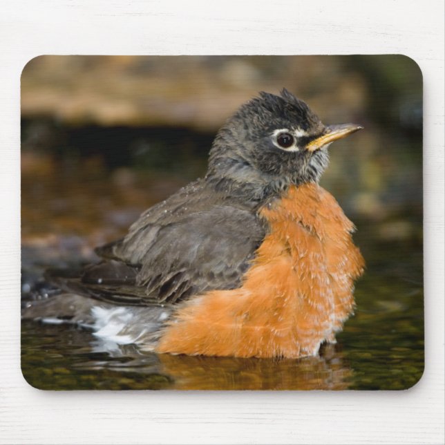 American Robin bathing 2 Mouse Mat (Front)