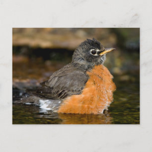 American Robin bathing 2 Postcard