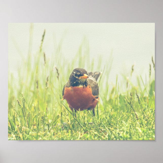 American Robin Bird Nature Poster (Front)