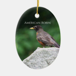 American Robin Bird Photo Ornament 