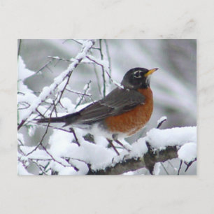 American Robin Bird Postcard