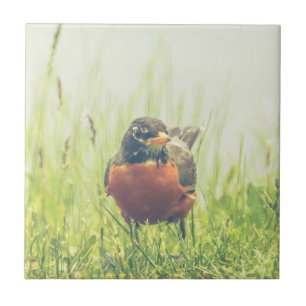 American Robin Bird Tile