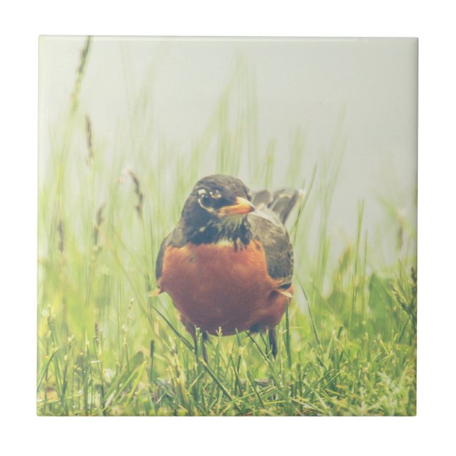 American Robin Bird Tile (Front)