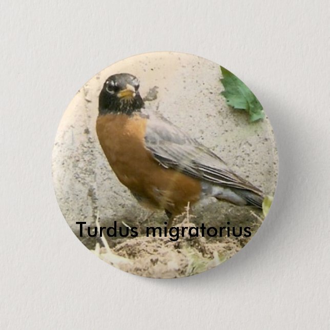 American Robin Button (Front)