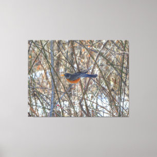 American Robin Canvas Print