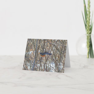 American Robin Card