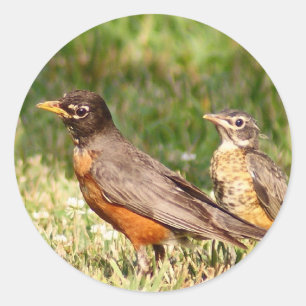 American Robin Classic Round Sticker