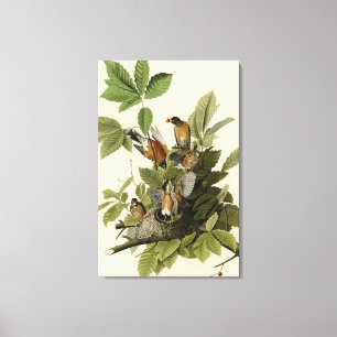American Robin from Audubon's Birds of America Canvas Print