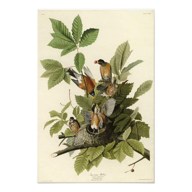 American Robin from Audubon's Birds of America Photo Print (Front)