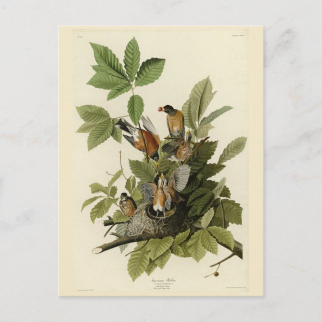 American Robin from Audubon's Birds of America Postcard (Front)