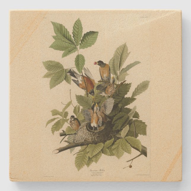 American Robin from Audubon's Birds of America Stone Coaster (Front)