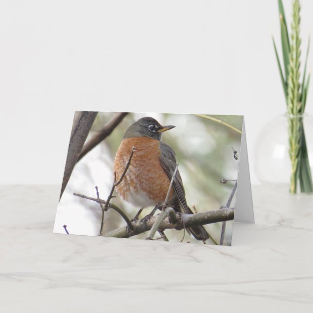 American Robin Greeting Card (Front)