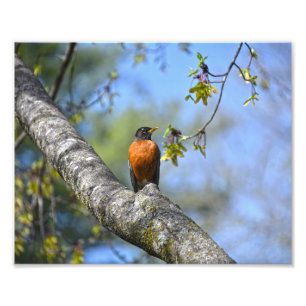 American Robin in a Maple Tree Photo Print