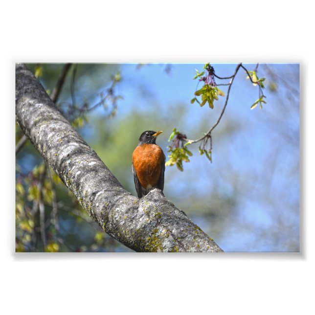American Robin in a Maple Tree Photo Print (Front)