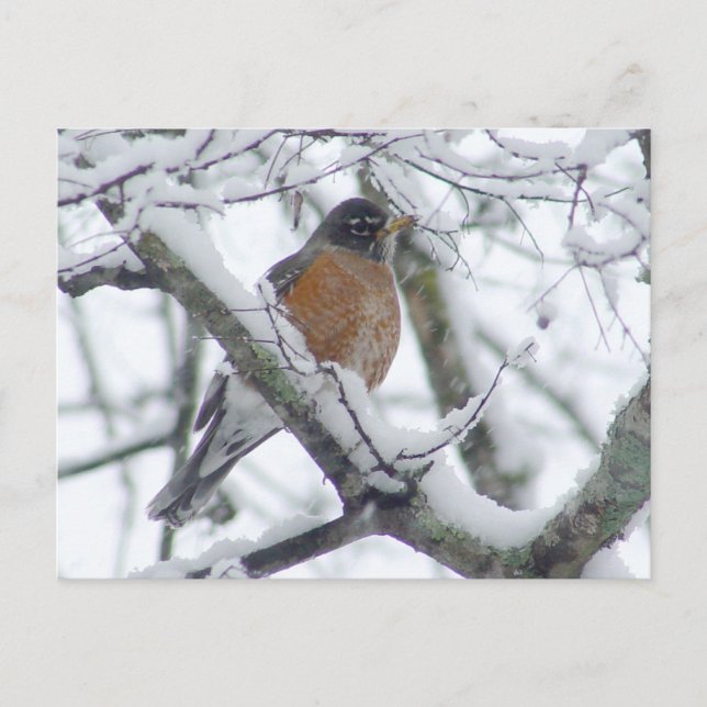 American Robin in the Snow Postcard (Front)