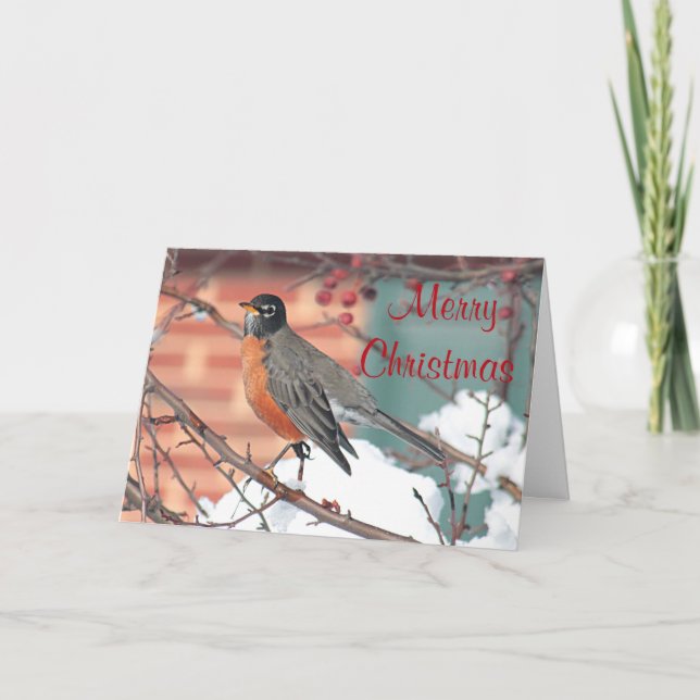 American Robin in winter Holiday Card (Front)