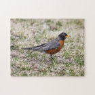 American Robin