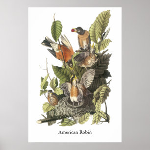 American Robin, John Audubon Print