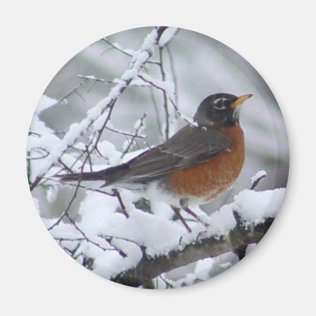 American Robin Magnet (Front)