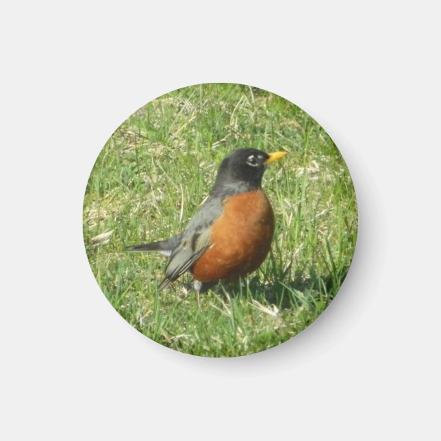 American Robin Magnet (Front)
