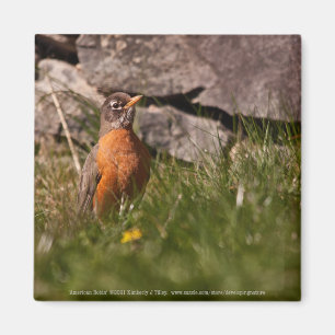American Robin Magnet