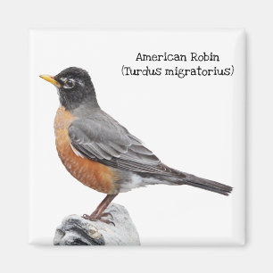 American Robin Magnet