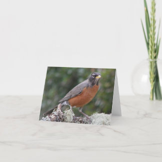 American robin. note card. card