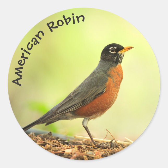 American Robin Photo Classic Round Sticker (Front)