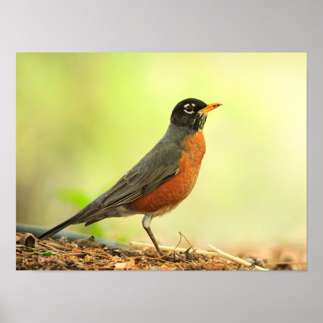 American Robin Photo Poster (Front)