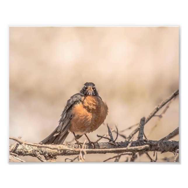 American Robin Photography Print (Front)