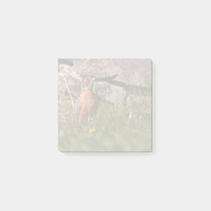 American Robin Post-it Notes