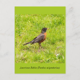 American Robin  Postcard