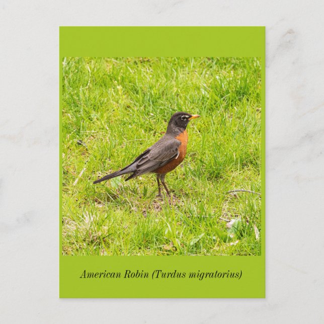 American Robin  Postcard (Front)