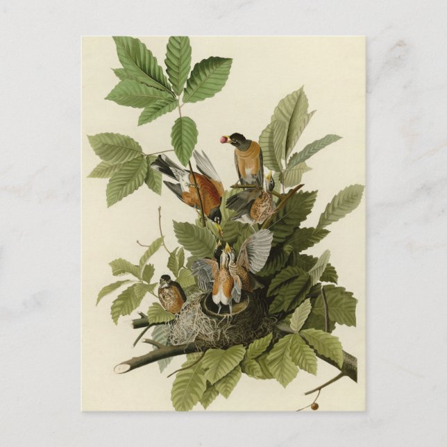 American Robin Postcard (Front)