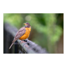 American Robin