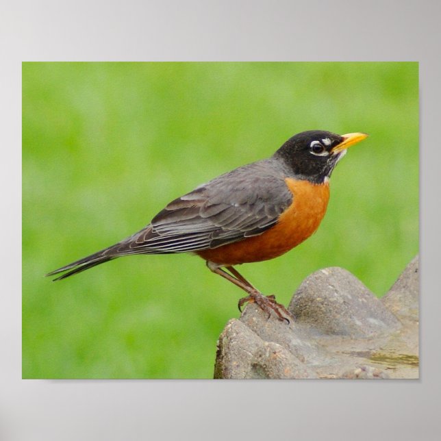 American Robin Print (Front)