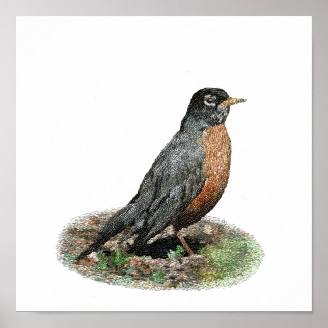 American Robin Prints & Posters (Front)