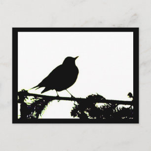 American Robin Silhouette Postcard