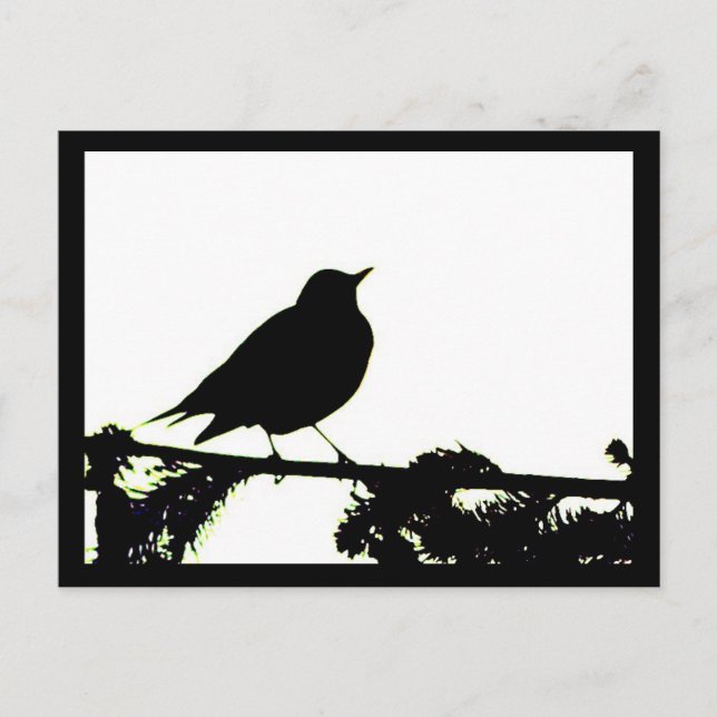 American Robin Silhouette Postcard (Front)