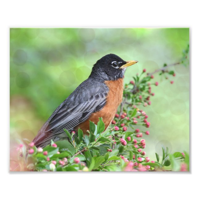 American Robin Sitting in a Kaido Crab Apple Tree Photo Print (Front)