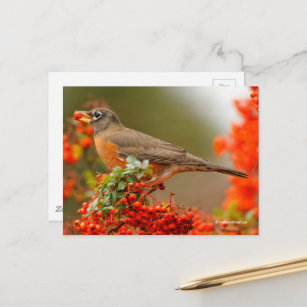 American Robin Songbird with Red Berry Postcard