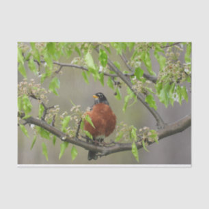 American Robin Spring Blossoms Tissue Paper