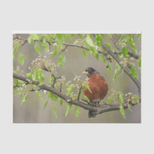 American Robin Spring Blossoms Tissue Paper