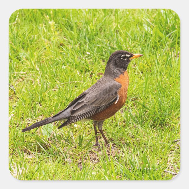 American Robin Square Sticker (Front)