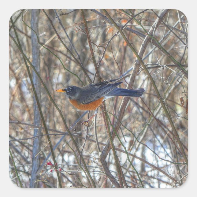 American Robin  Square Sticker (Front)