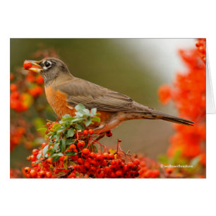 American Robin with a Pyracantha Pomme
