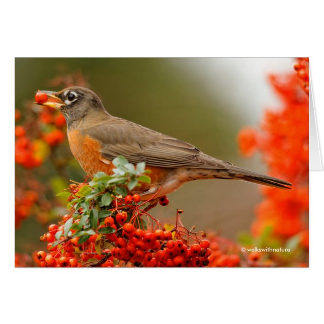 American Robin with a Pyracantha Pomme (Front Horizontal)