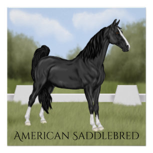 American Saddle-bred Horse Poster