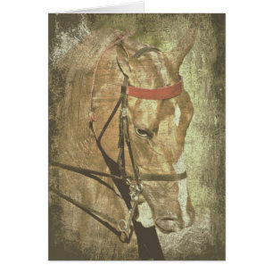 American Saddlebred