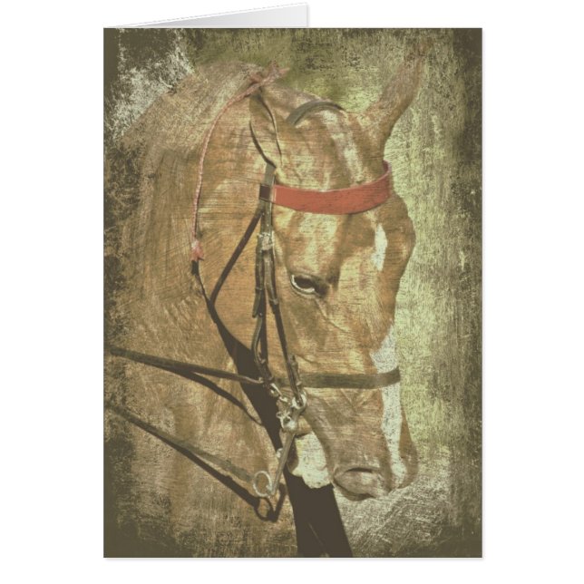 American Saddlebred (Front)